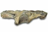 Fossil Mud Lobster (Thalassina) - Gunn Poin, Australia #307733-2